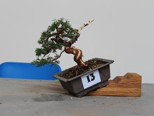 Stefano Confalonieri - Bonsai Club Amici del Verde - Menzione di merito