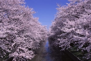 五条川の桜