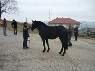 Veleta 4 ans - Commission d'approbation des reproducteurs