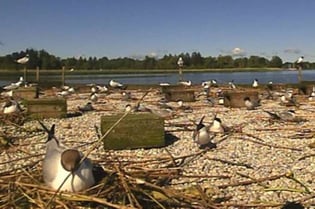 Foto: Flussseeschalbenfloß (c) LBV Starnberg