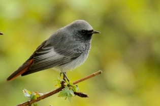 Ein Hausrotschwanz-Männchen sitzt auf einem Zweig