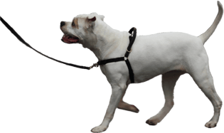 hond trekt aan de lijn, tuig tegen trekken, anti trek tuig, hondentuig, wandelen zonder trekken