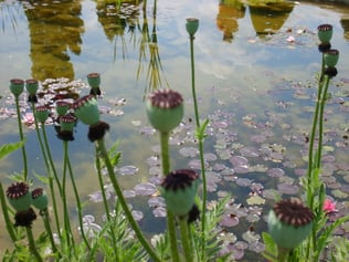 journalistnhpetersengmails Webseite!