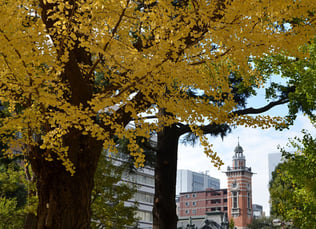 銀杏越しの横浜市開港記念会館