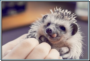 画像は公式サイトより転載。