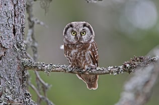 Raufusskauz (Foto: LBV-Archiv Christoph Moning) 