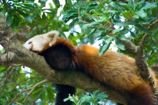 Lesser panda