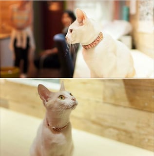 画像は「Q studio」のFacebookページより転載。