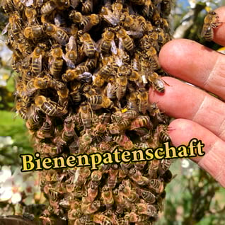 Bienenschwarm