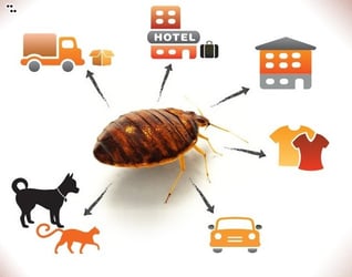 Propagation des punaises de lit