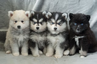 Pomsky