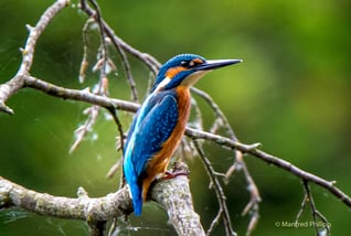 Kingfisher Switzerland