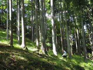 間伐など森の整備を行っている