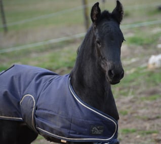 cliquer sur l'image pour accéder à sa fiche