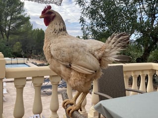 Fatima houdt overzicht