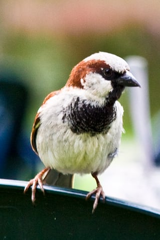 Spatz wieder auf Platz eins der Vogelzählung im Kreis Euskirchen Foto:NABU/Günter Lessenich