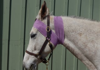 gray horse with head wrap TTouch 