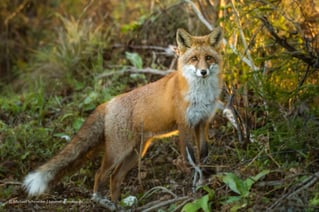 wunderschöner Rotfuchs