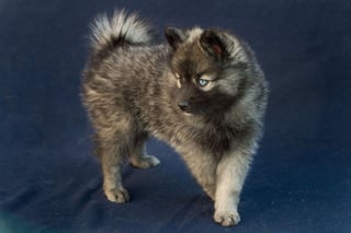 Olya, Pomsky femelle