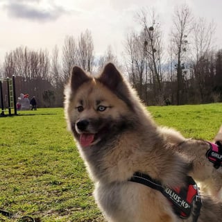 Olya, Pomsky femelle