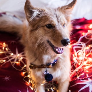 Hund mit Halsband aus Leder und Tau