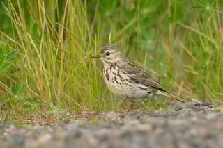 Wiesenpieper, © Rosl Roessner, LBV-Bildarchiv