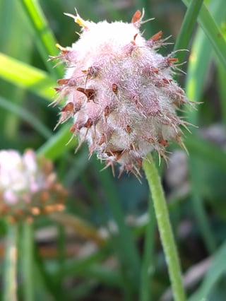 Erdbeer-Klee, verblühter Blütenstand