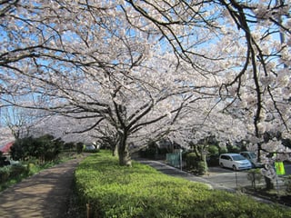 ふるさと尾根道緑道の桜