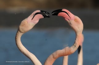 Polarlichter fotografieren: Tipps  über Belichtung Verschlußzeit, Blende, ISO Einstellungen