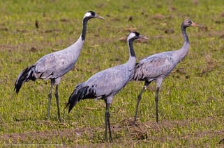 Wo kann man Kraniche gut beobachten in Deutschland