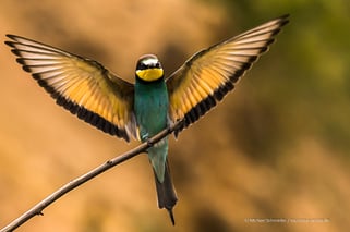 Bienenfresser in Deutschland