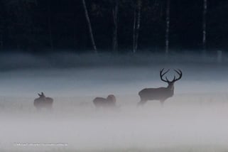 Bienenfresser in Deutschland
