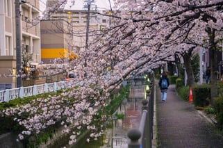 桜の下の庄内用水緑道