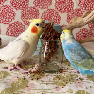  ↑シロップちゃん１０歳のお誕生日