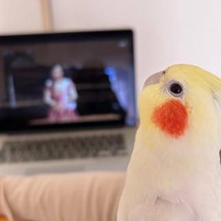 ↑オペラに聞き入るシロップちゃん