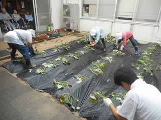 慣れた手つきで、100本の苗もあっという間です！