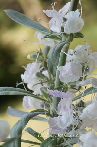 ホワイトセージの花