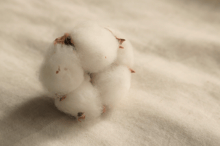 コットンの素材画像