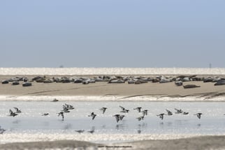 Somme Groupes - Somme - Groupes - Baie de Somme - Voyages en groupes - Scolaires - Promenade en Baie - Activités - Hauts de France - Picardie