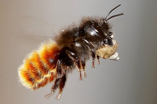 © Armin Teichmann | naturgucker.de