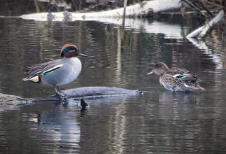 Krickente, anas creca, Foto: ©BStribrny