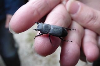 kleiner Hirschkäfer, dorcus parallelipipipedus, Foto: ©KBenedickt