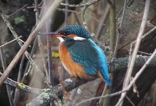 Eisvogel, alcedo atthis, Foto: ©BStribrny