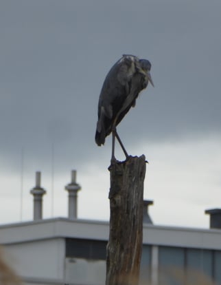 Graureiher, ardea cinerea, Foto: ©KBenedickt