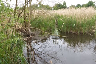 Finnkensee, Foto: ©KBenedickt