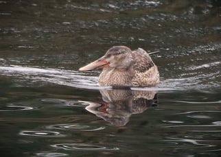 Löffelente, spatula clypeata, Foto: ©BStribrny