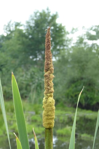 Breitblättriger Rohrkolben, typha latifolia, Foto: ©KBenedickt