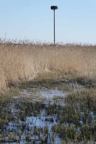 Blick zum Storchennest, Foto: ©KBenedickt