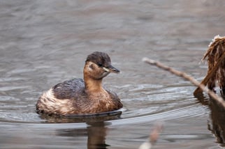 3411 Zwergtaucher, tachybabtus rubicollis, Foto: ©MStörch