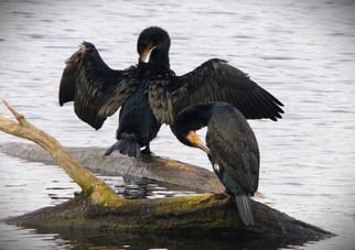 Kormoran, phalacrocorax carbo, Foto: ©BStribrny